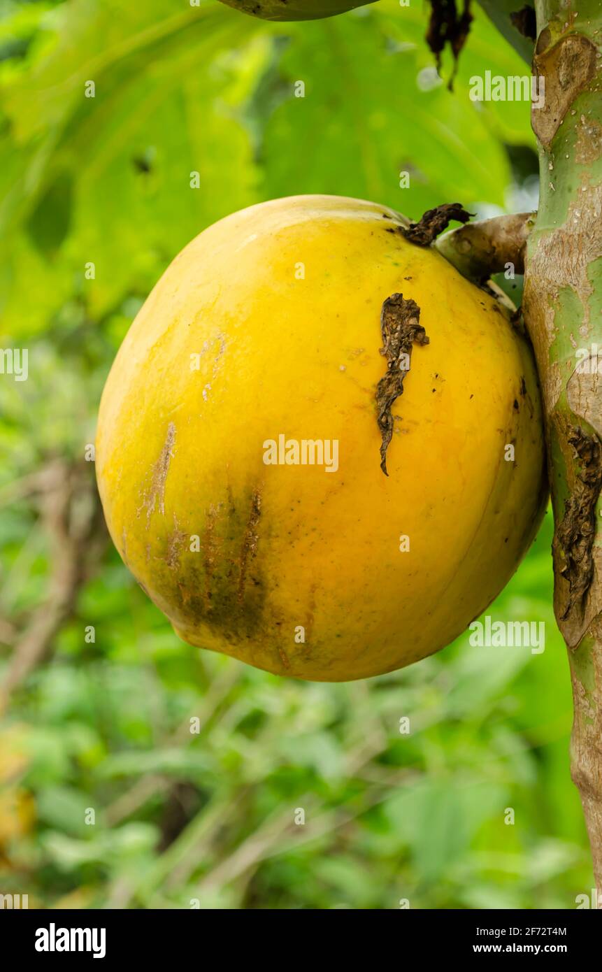 Isolated Ripr Papaya On Tree Stock Photo