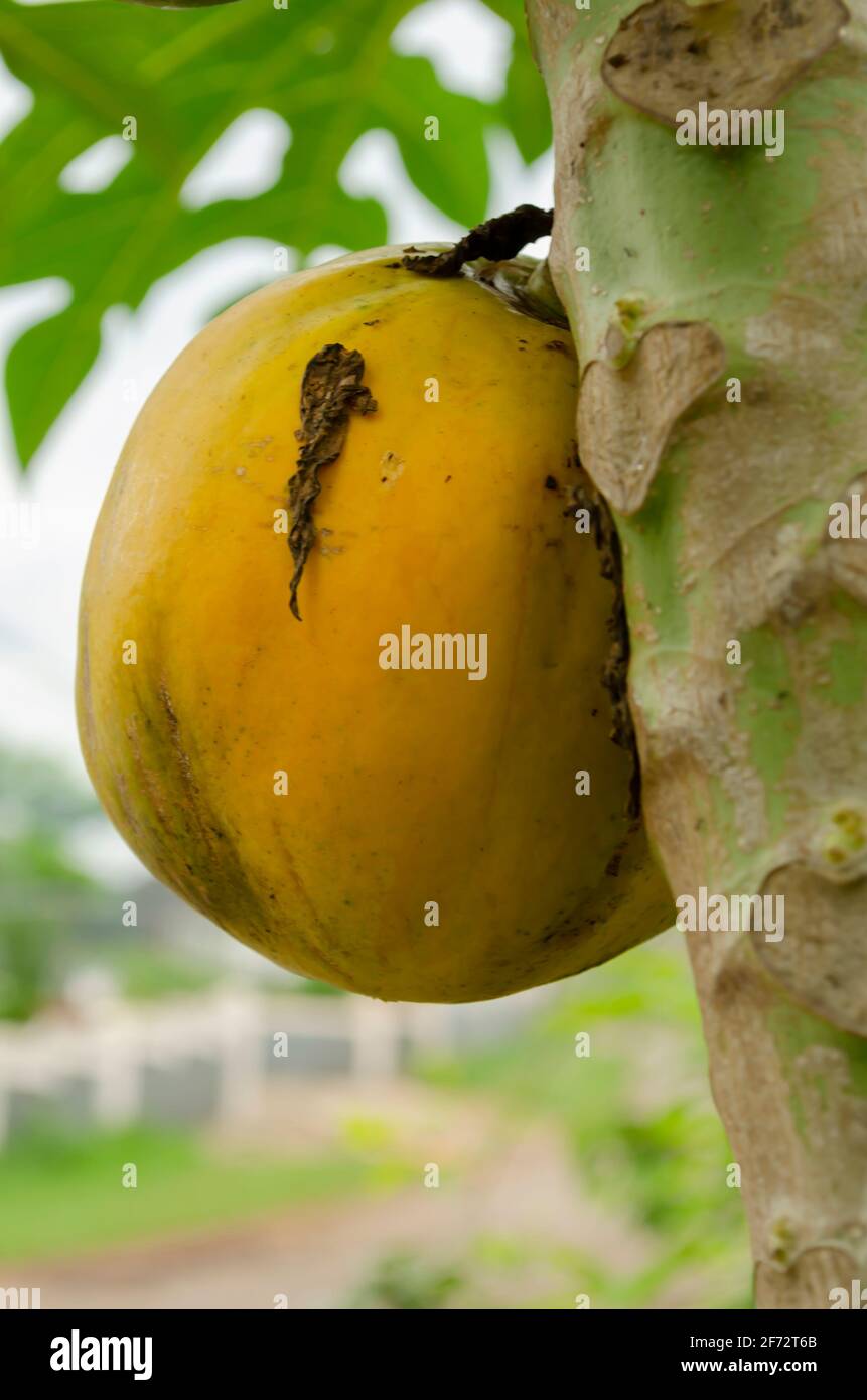 Round Papaya On Tree Stock Photo