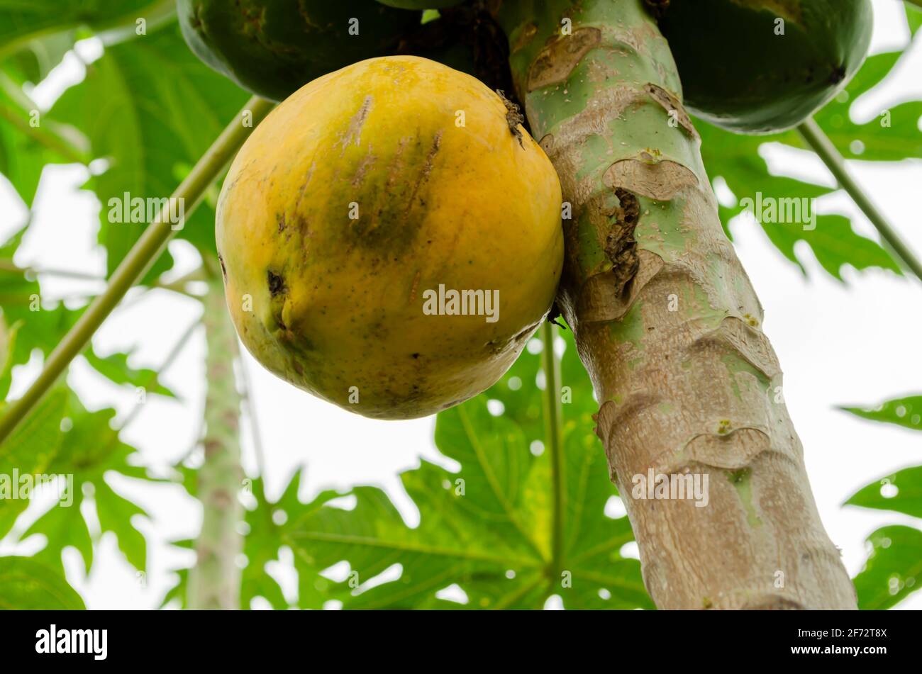 Closeup Of Yellow Ripe Round Papaya Stock Photo