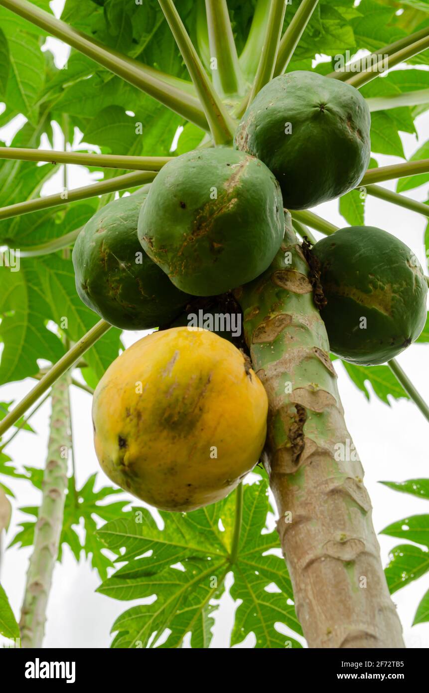 Ripe And Unripe Fruits Of Papaya On Tree Stock Photo