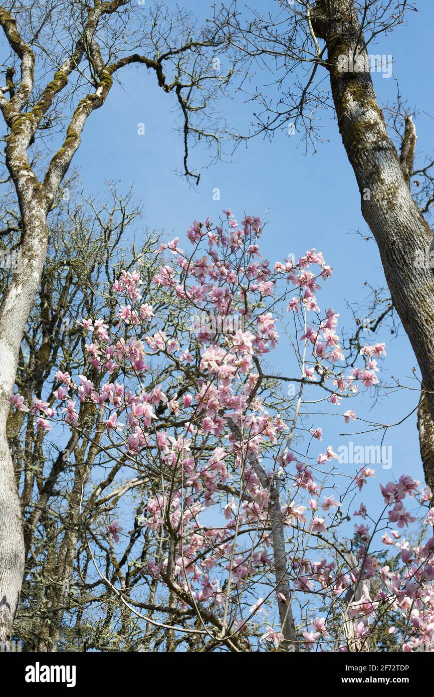 Magnolia sprengeri var. diva. Stock Photo