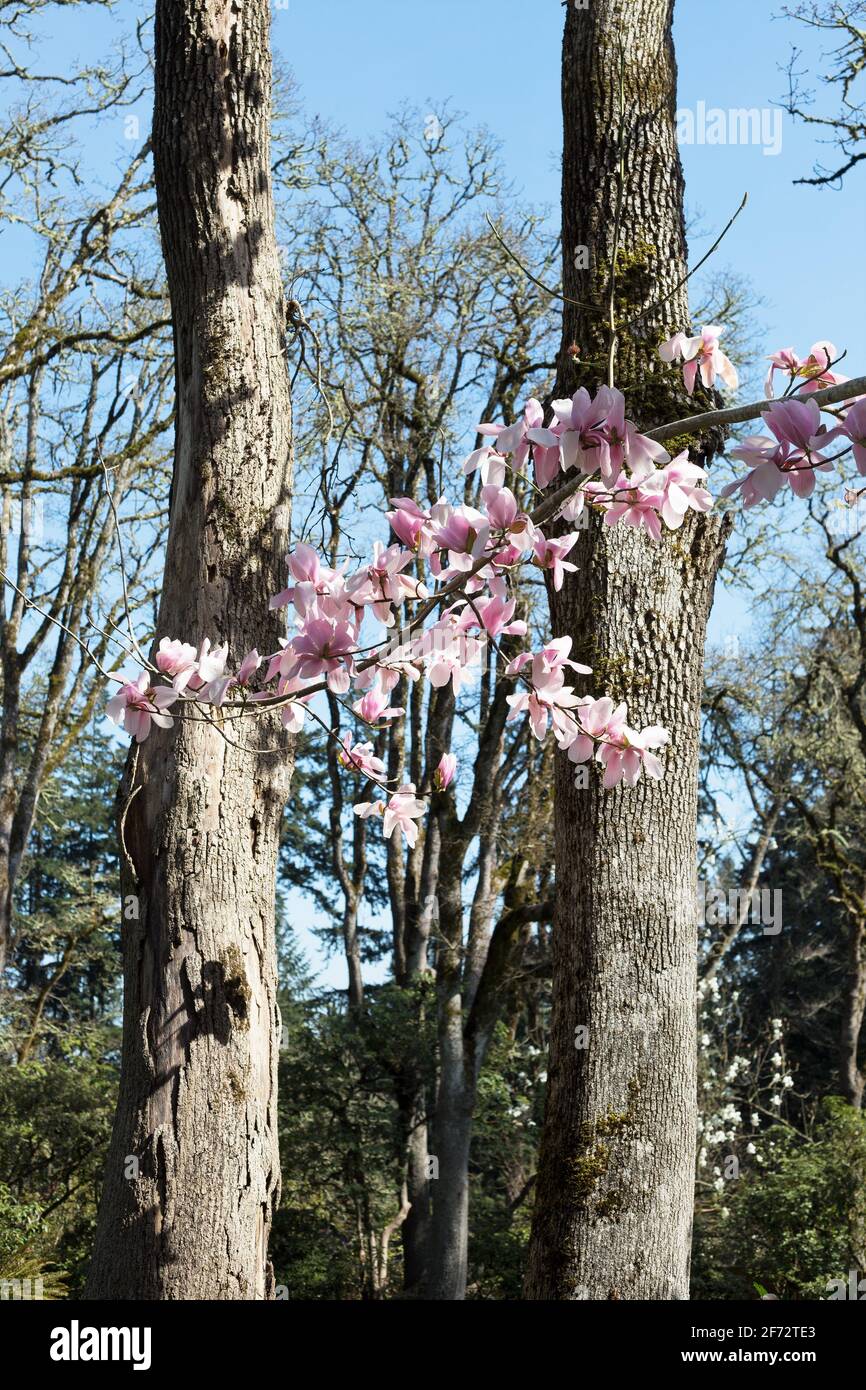 Magnolia sprengeri var. diva. Stock Photo