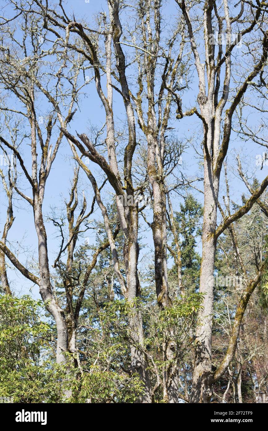 Oregon white oak tree hires stock photography and images Alamy