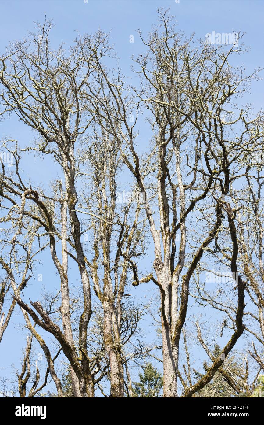 Quercus garryana Oregon white oak trees Stock Photo Alamy