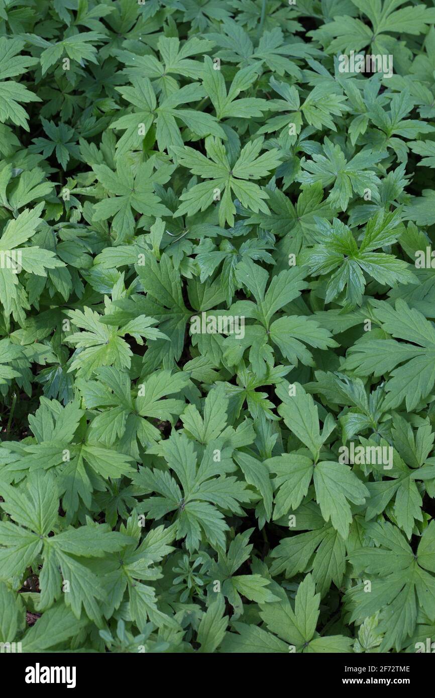 Hydrophyllum tenuipes the Pacific waterleaf plant Stock Photo Alamy