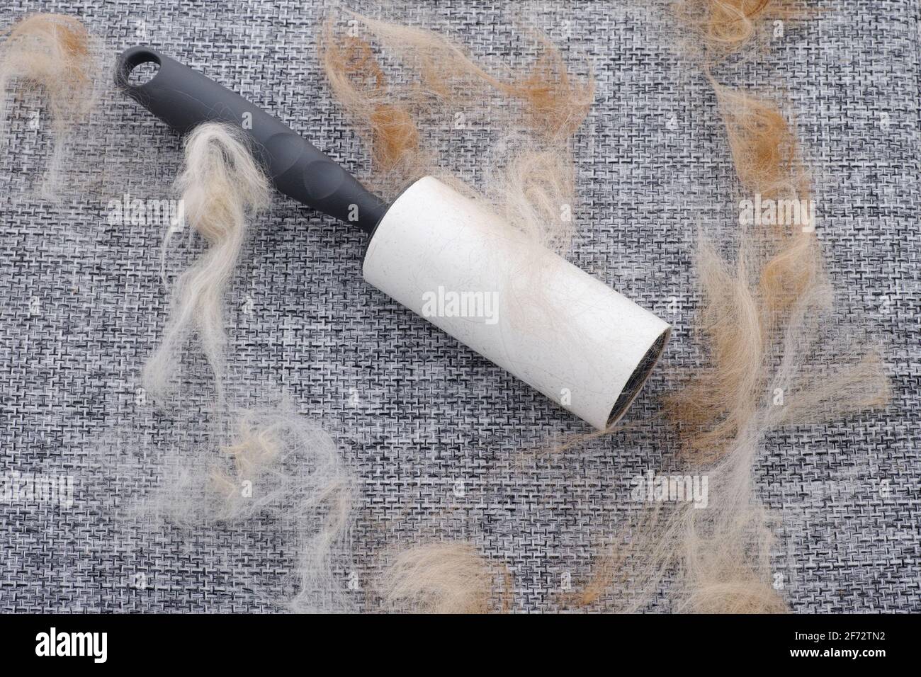 A lint roller with animal fur and fluff on it. Close up. Stock Photo