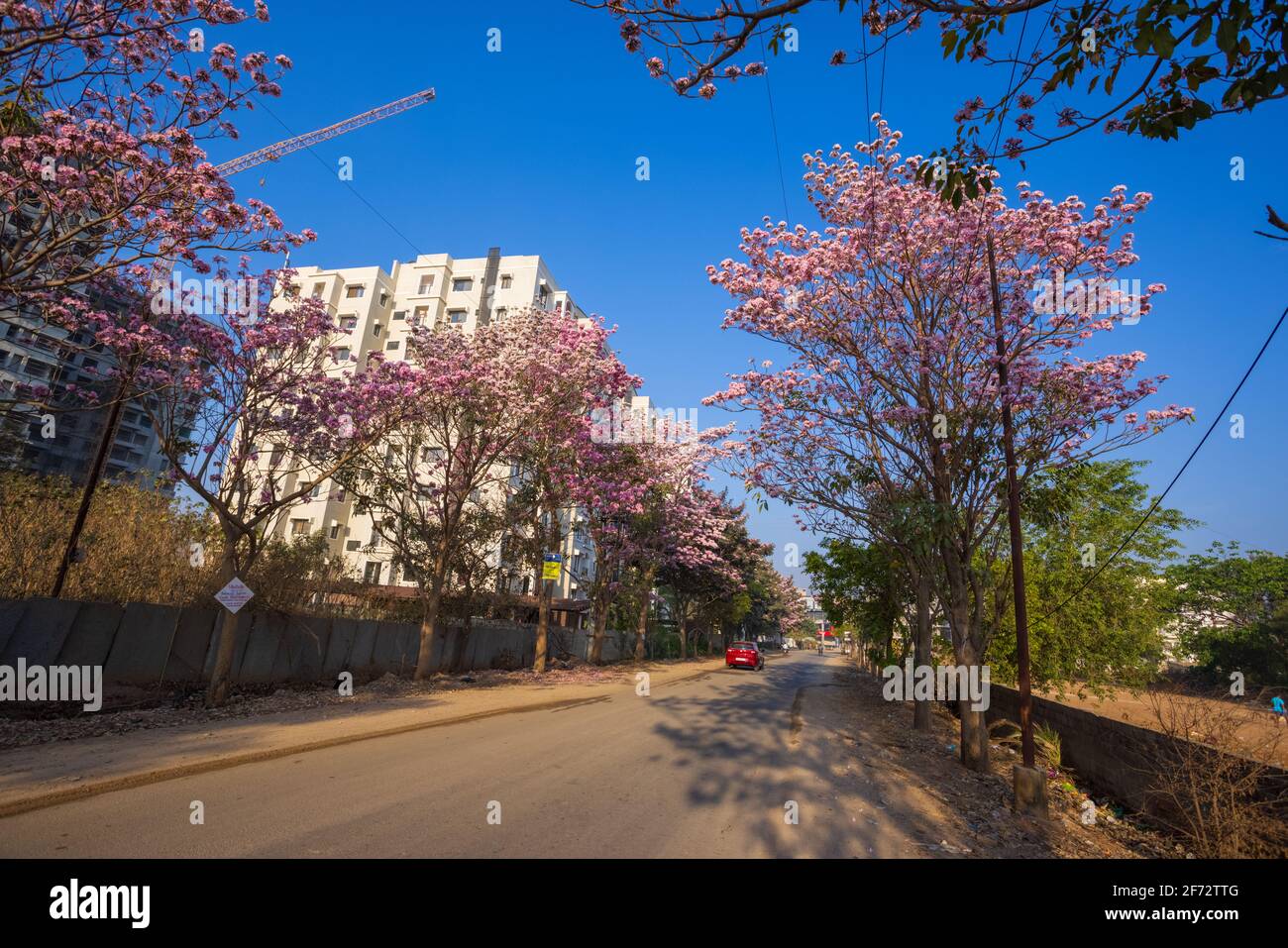 Avenue blossom cherry cherry hires stock photography and images Alamy