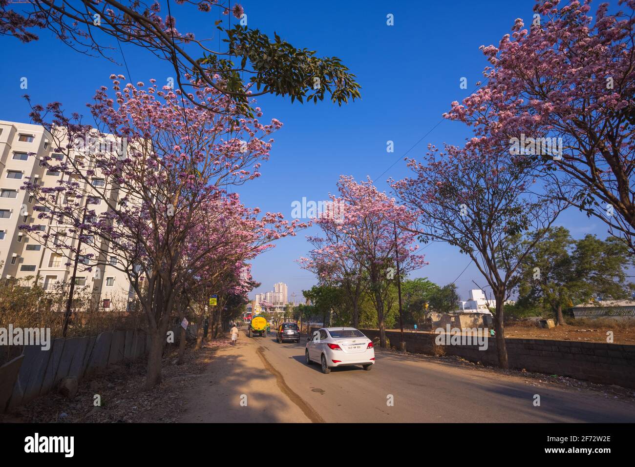 Colourful Rosy Trumpet trees adorn the streets of Bangalore City during Spring Stock Photo