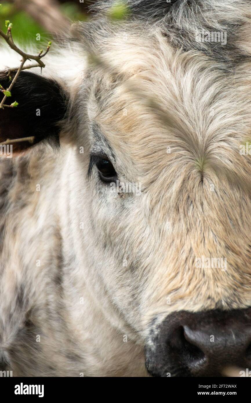 A close up view of a english cow in the middle of a forest looking for food Stock Photo