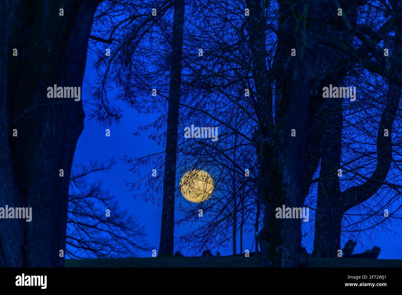 Full moon behind winter trees hi-res stock photography and images - Alamy