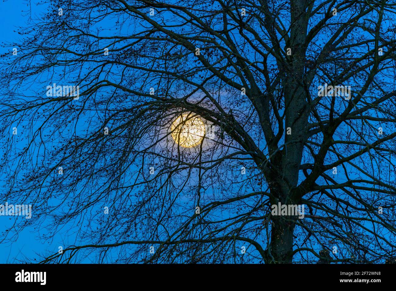 full moon behind trees in the park of enns, upper austria Stock Photo