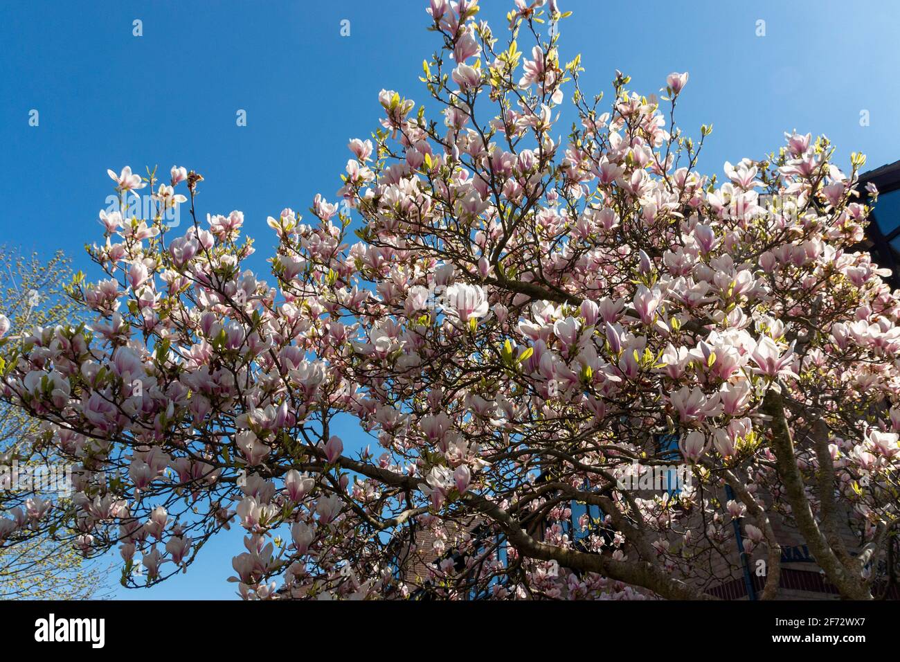 Beautiful flowering trees hi-res stock photography and images - Alamy