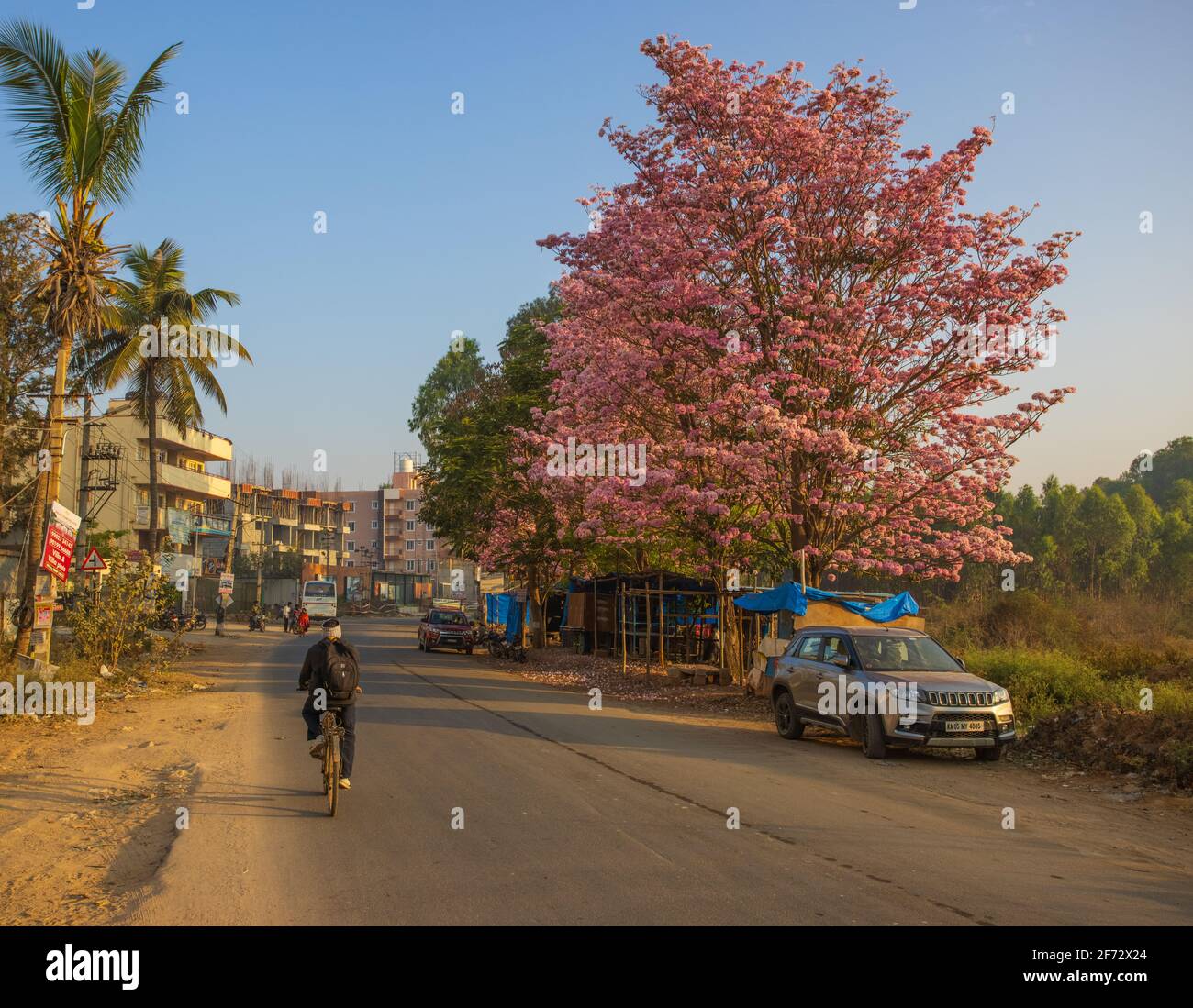 Colourful Rosy Trumpet trees adorn the streets of Bangalore City during Spring Stock Photo