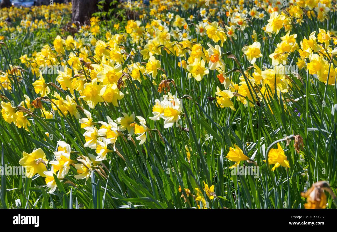 Daffodils in bloom. Stock Photo