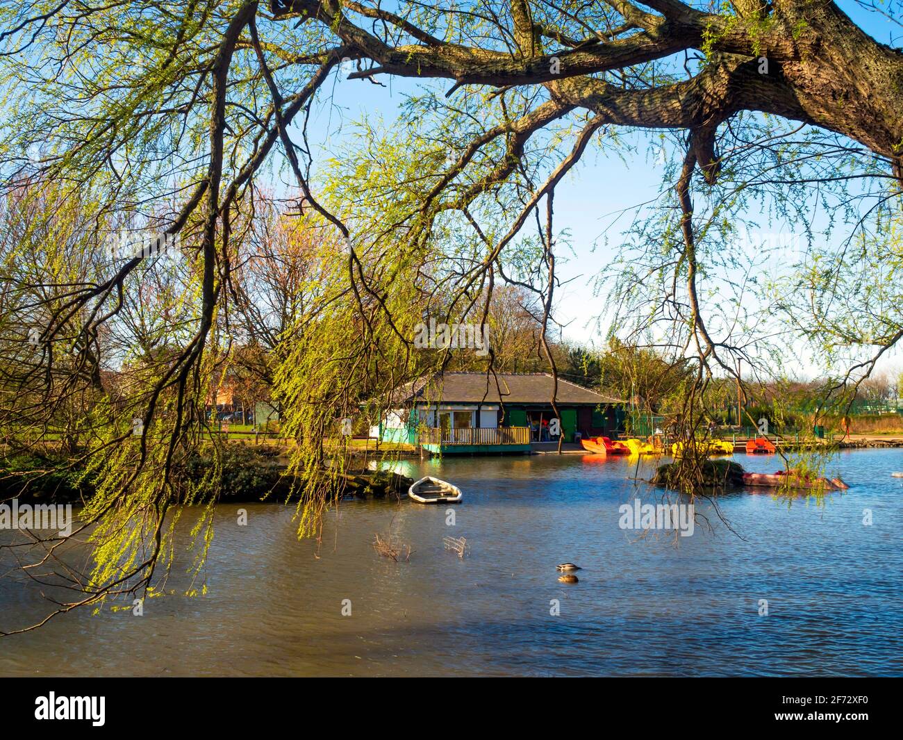 A sunny spring Sunday in Locke Park Lake Redcar North Yorkshire with fresh leaves on the willow trees and red and yellow pedalo boats put out ready Stock Photo