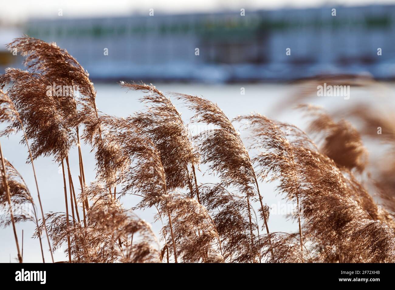 Dry reed stalks growing on banks of river, industrial background. River ...