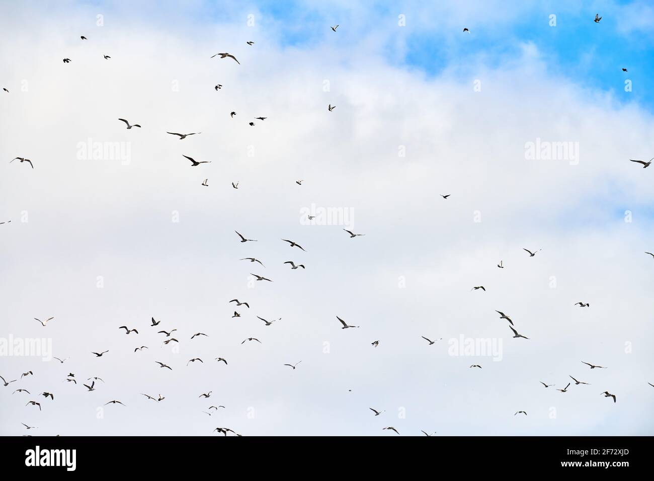 Seagulls flying high in blue sky with white fluffy clouds. Silhouettes ...