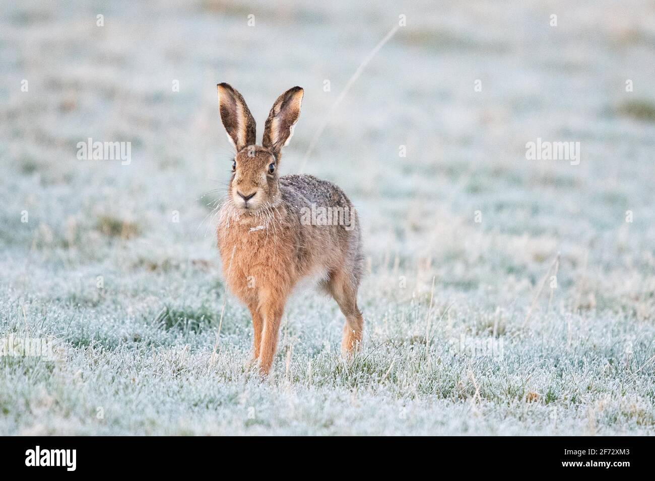 Hare (Lepus europaeus) in frost - Scotland, UK Stock Photo