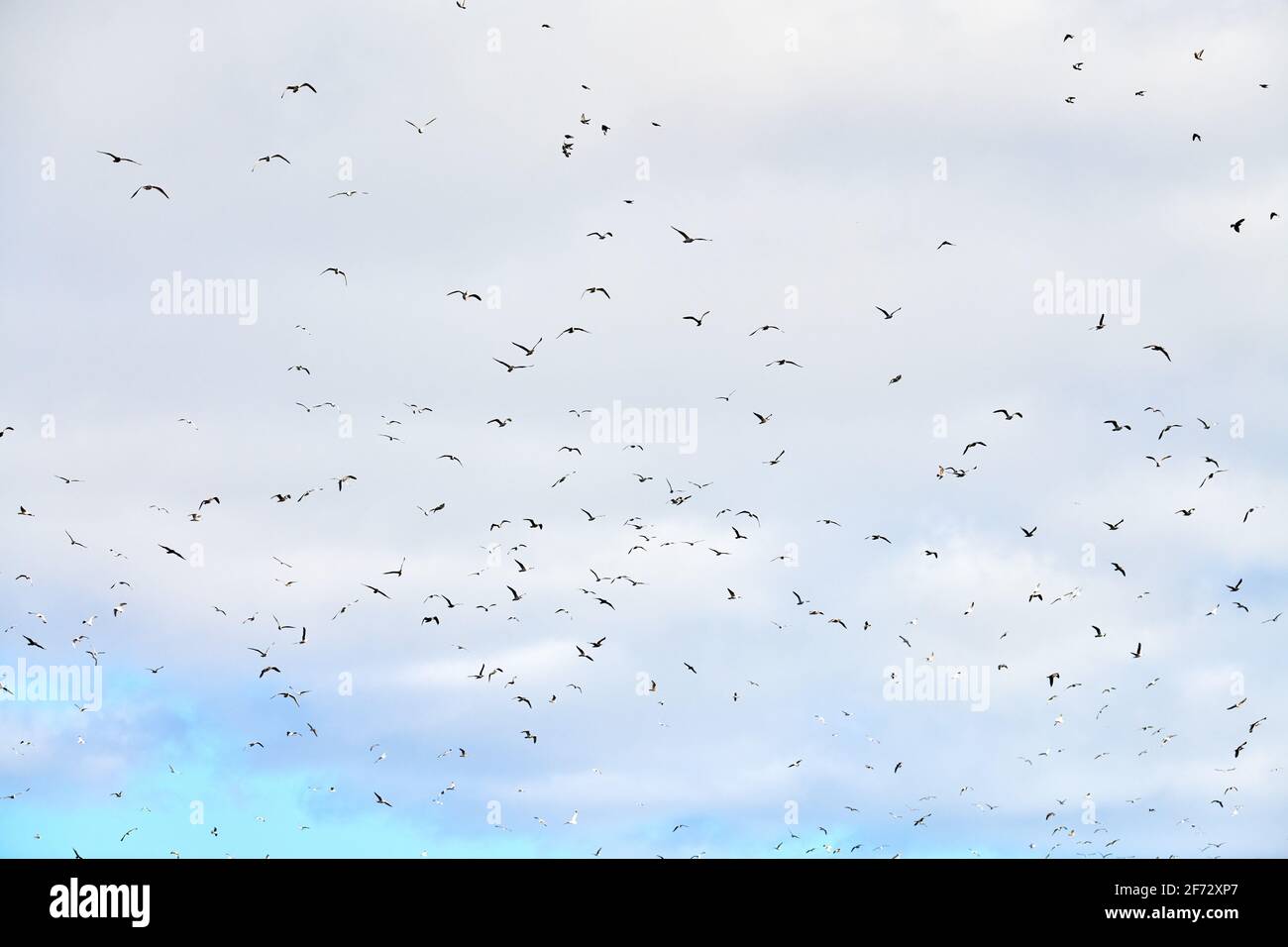 Seagulls flying high in blue sky with white fluffy clouds. Silhouettes ...