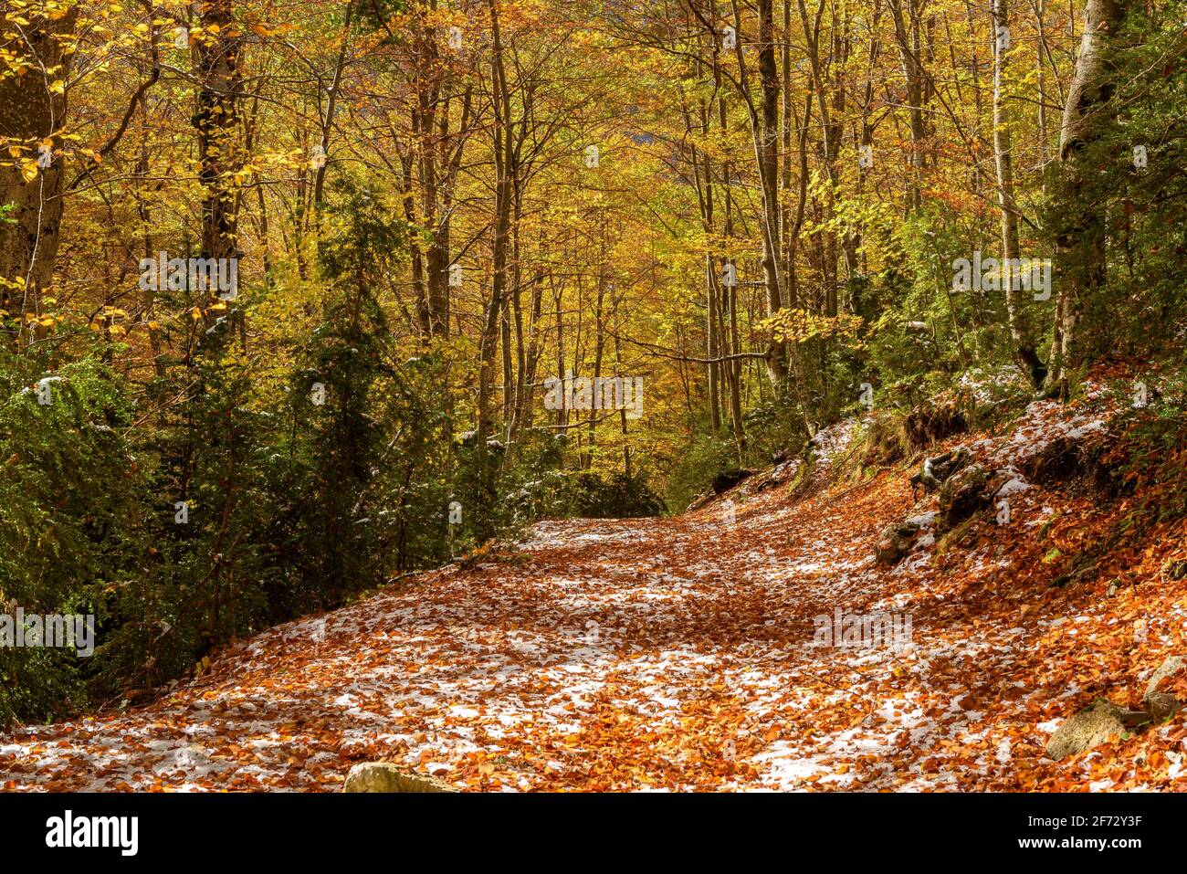 Fageda de Gresolet beech forest in autumn after the first snowfall (Catalonia, Spain, Pyrenees) ESP: Hayedo de Gresolet, nevado en otoño (Berguedà) Stock Photo