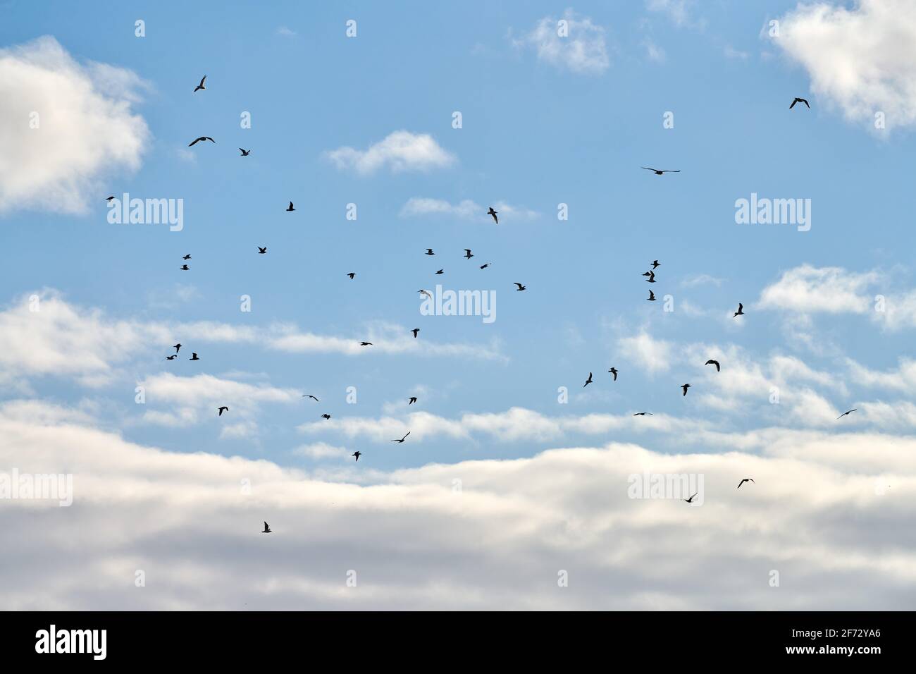 Seagulls flying high in blue sky with white fluffy clouds. Silhouettes ...