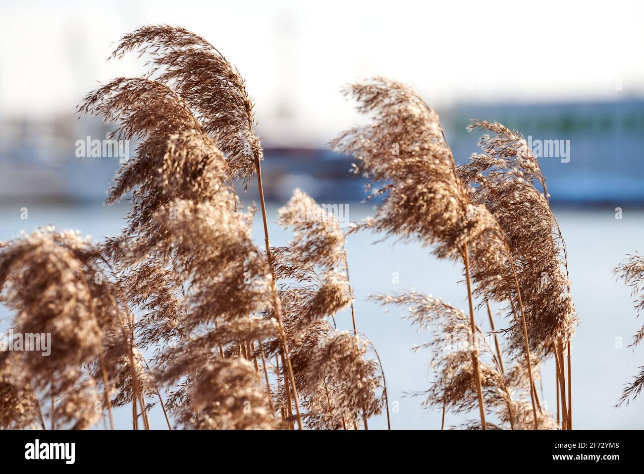 Dry reed stalks growing on banks of river, industrial background. River ...