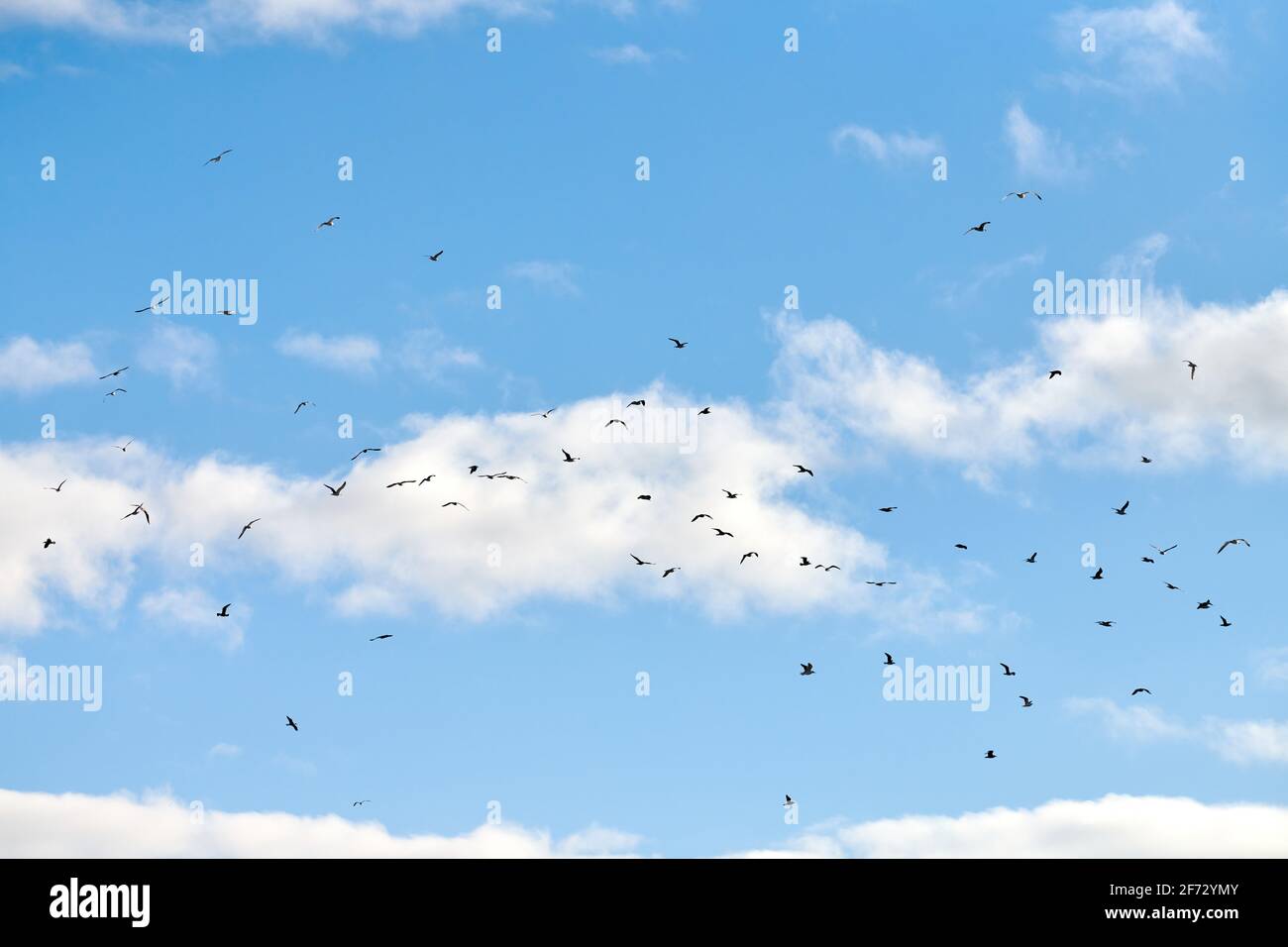 Seagulls flying high in blue sky with white fluffy clouds. Silhouettes ...
