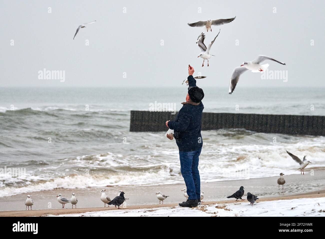 Lonely old man feeding gulls, seagulls and other birds at sea. Back view of person, cloudy winter landscape. Stock Photo