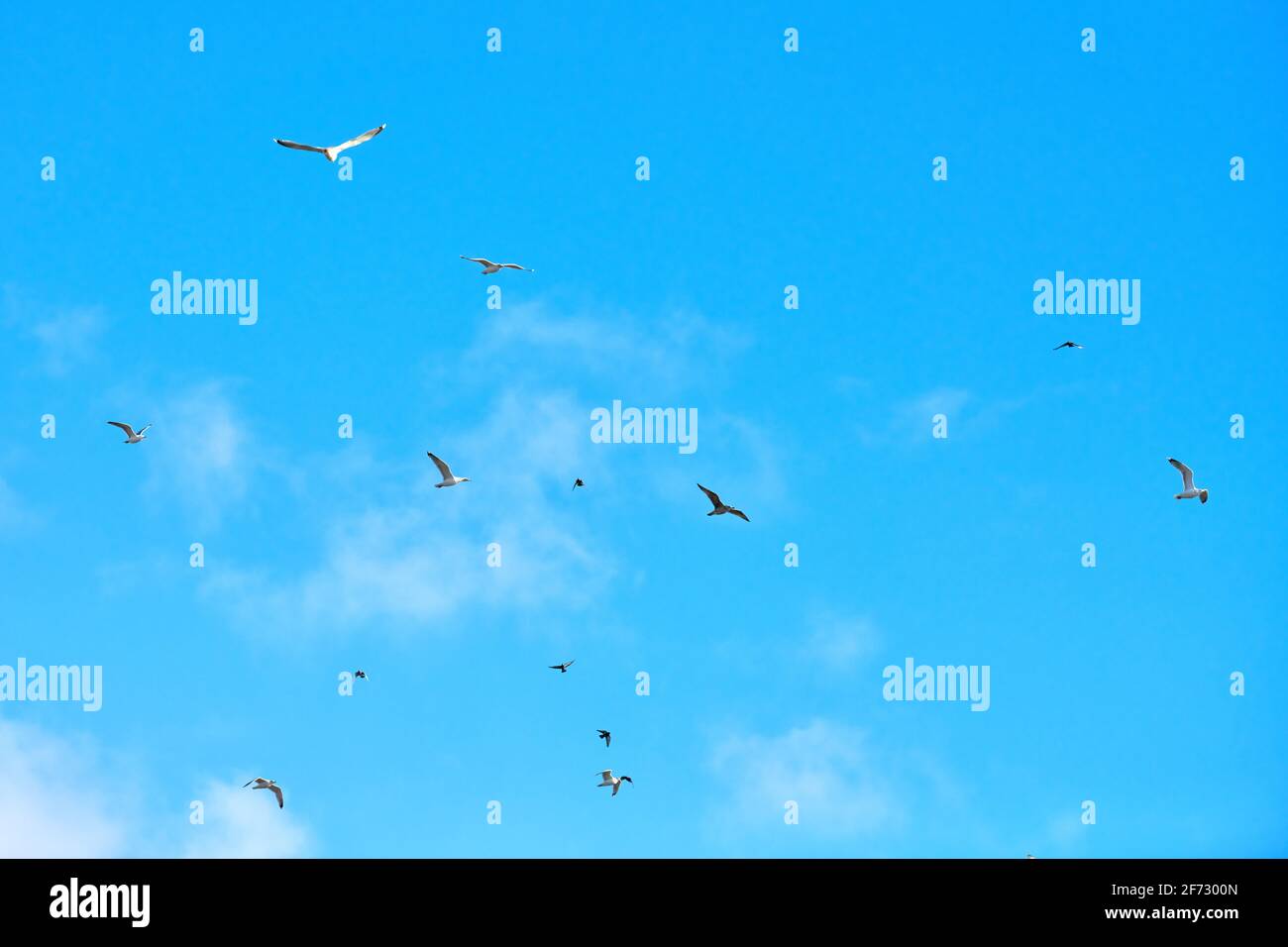 Seagulls flying high in blue sky with white fluffy clouds. Silhouettes ...