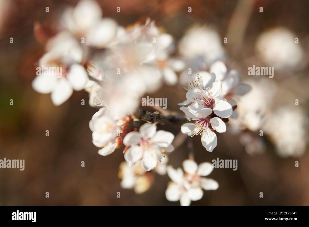 A twig of Japanese blooming flowers in spring time. Stock Photo