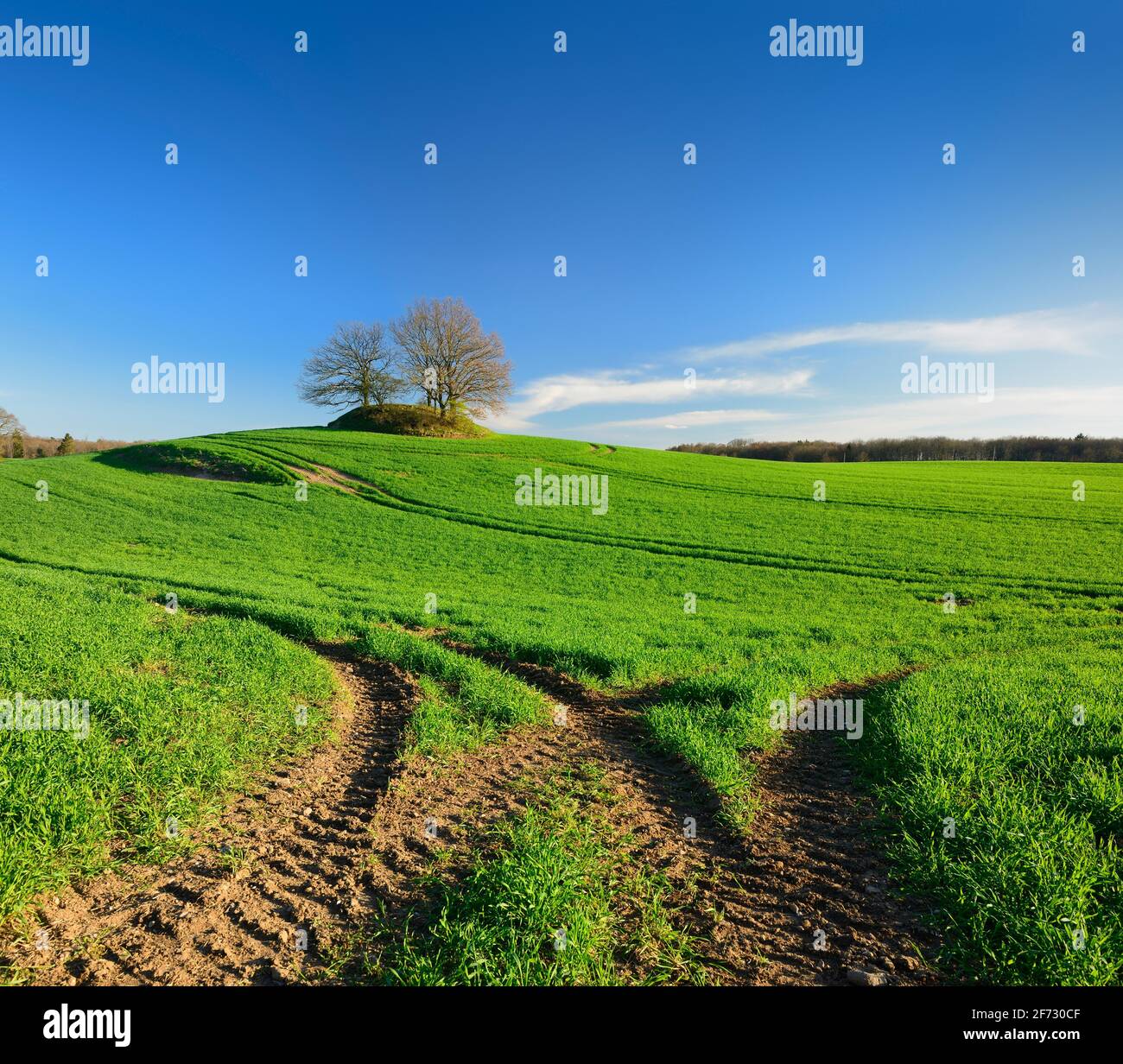 Green cornfield in spring with lane, blue sky, on the horizon a prehistoric burial mound, near Krakow am See, Mecklenburg-Vorpommern, Germany Stock Photo