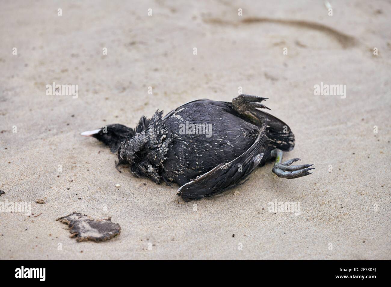 Etablere Seminar jeg er syg Dead body of bird, Eurasian or Australian coot, Fulica atra, on polluted  sandy beach. Marine birds eating fish that have digested plastic. Poisoning  a Stock Photo - Alamy