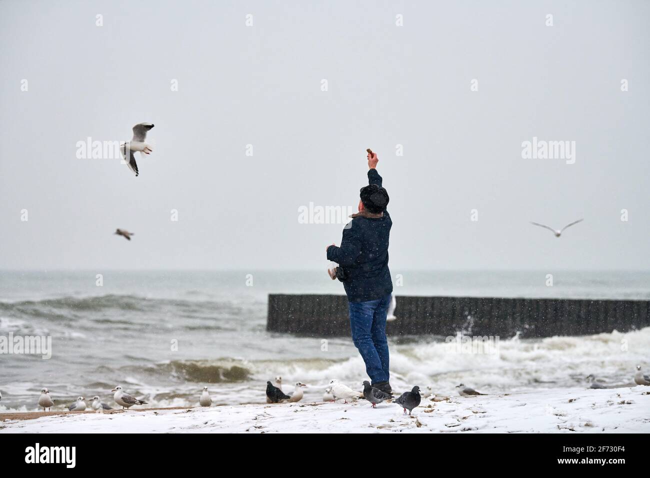 Lonely old man feeding gulls, seagulls and other birds at sea. Back view of person, cloudy winter landscape. Stock Photo