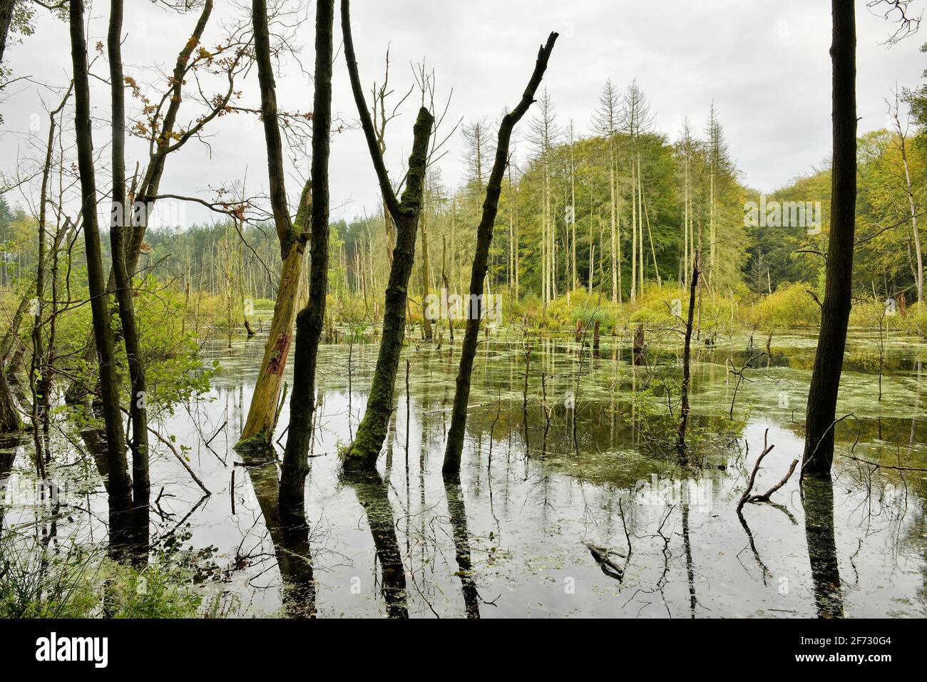 Swamp in Mueritz National Park, Bruchwald, Mecklenburg-Western Pomerania, Germany Stock Photo