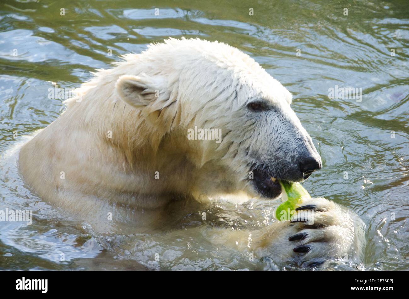 Polar bear in the water. The animal eats and holds food in its paws Stock  Photo - Alamy