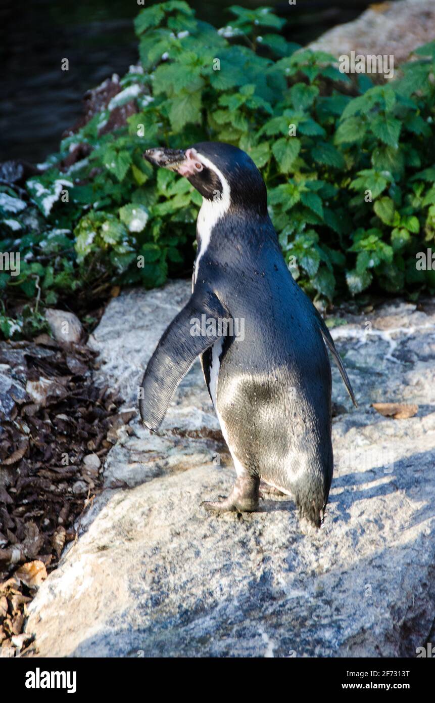 Penguin on a stone. Animal near the green branch of the bush. Stock Photo