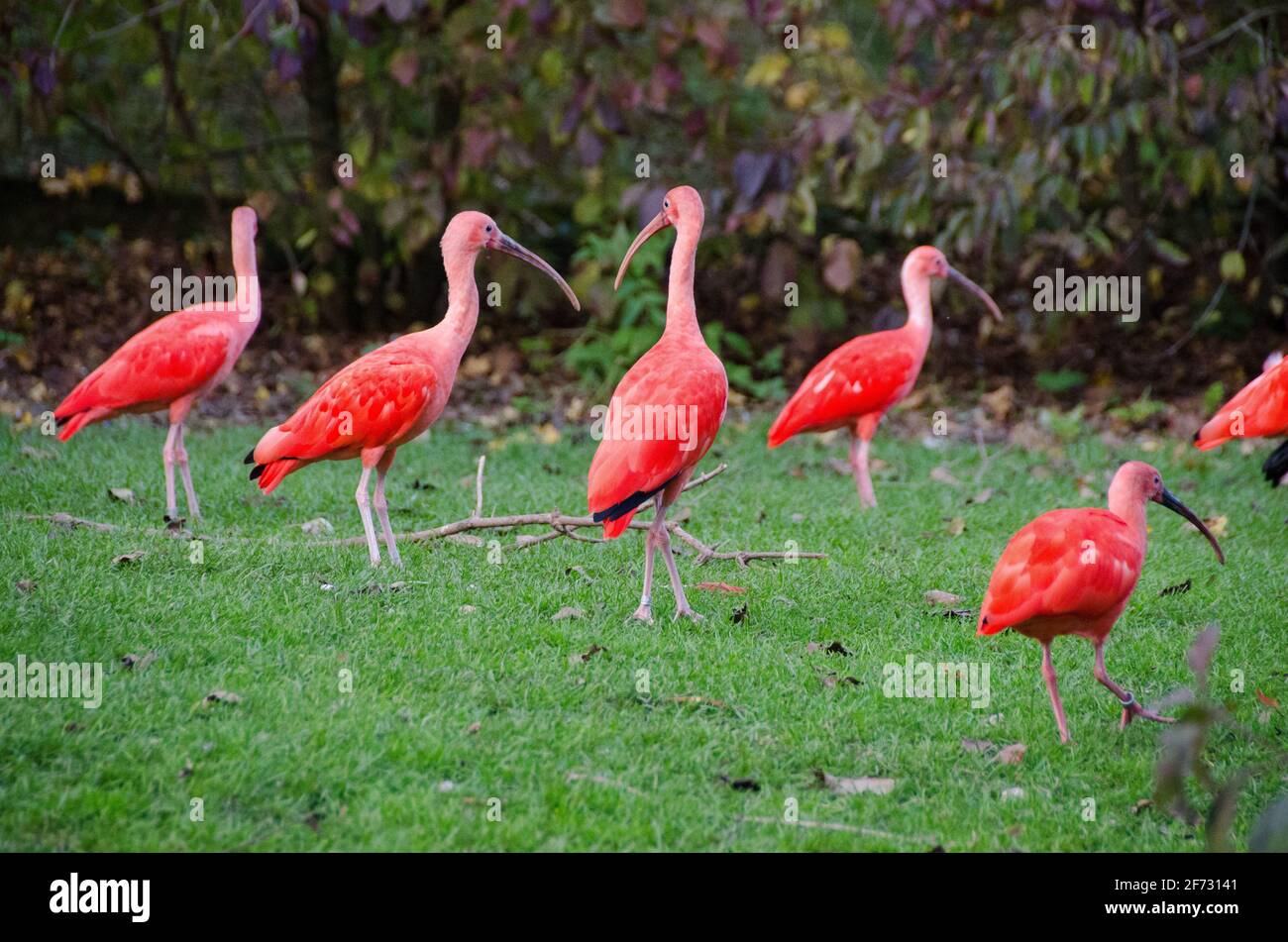 Scarlet ibis birds in the wild. Scarlet Ibis walk along over the green