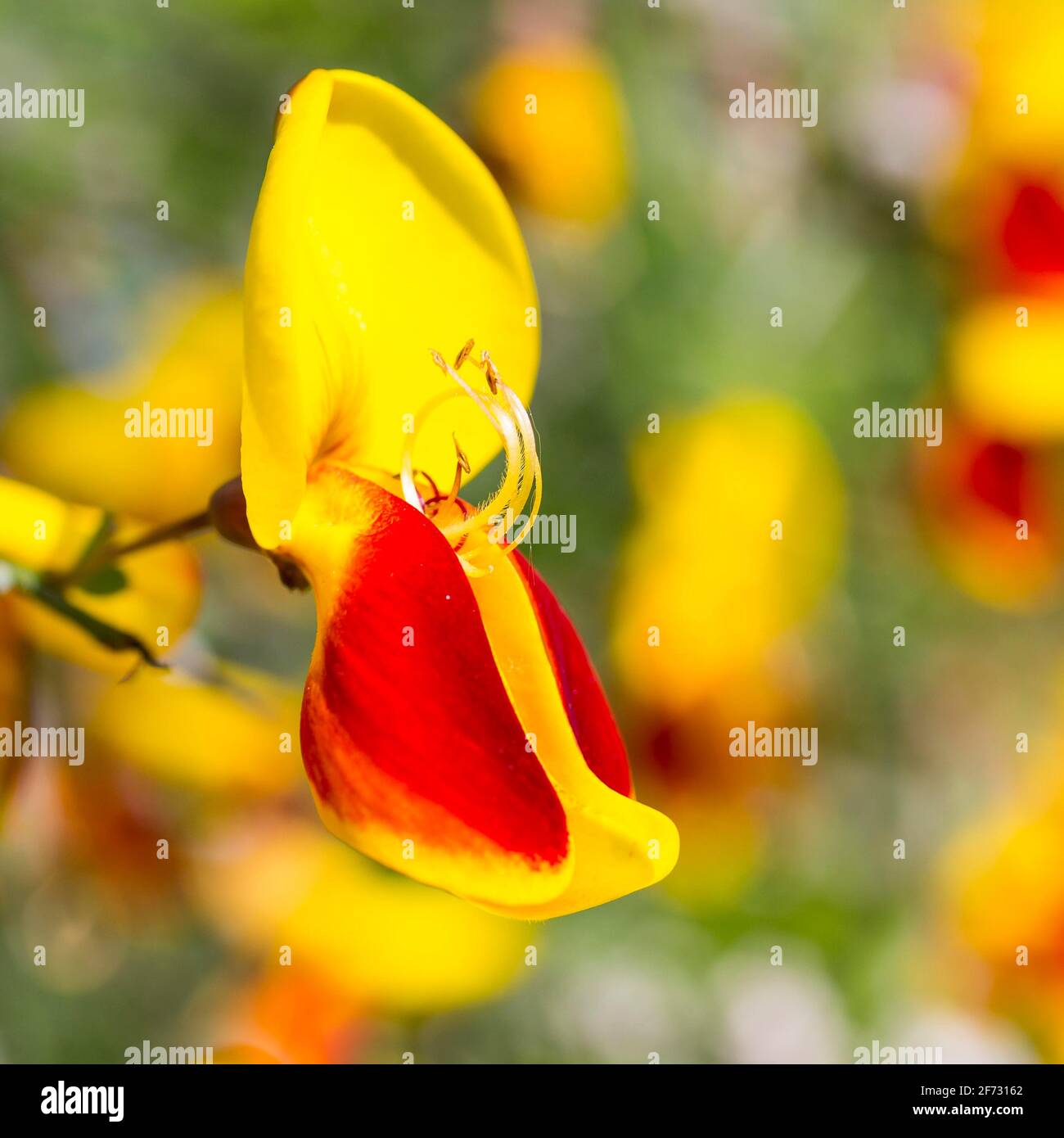 Common broom (Cytisus scoparius), flower in yellow and red, Saxony, Germany Stock Photo