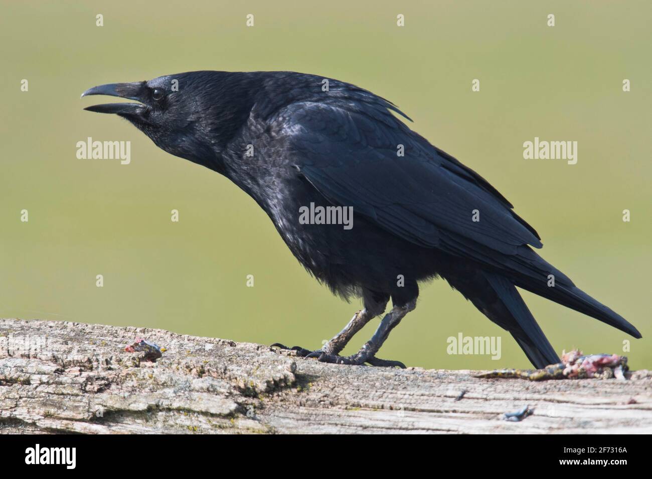 Crow call sound hi-res stock photography and images - Alamy Crow call sound hi-res stock photography and images - Alamy