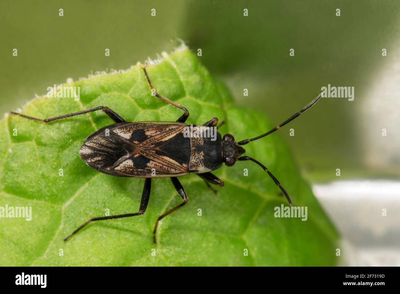 Rhyparochromus vulgaris (Rhyparochromus vulgaris) on a leaf, Baden ...