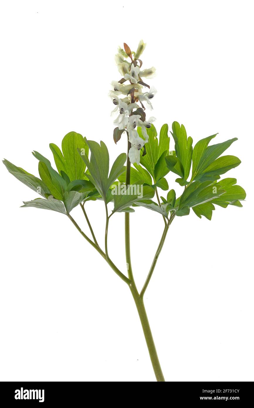 White flower of larkspur (Corydalis cava) on white ground, Germany Stock Photo
