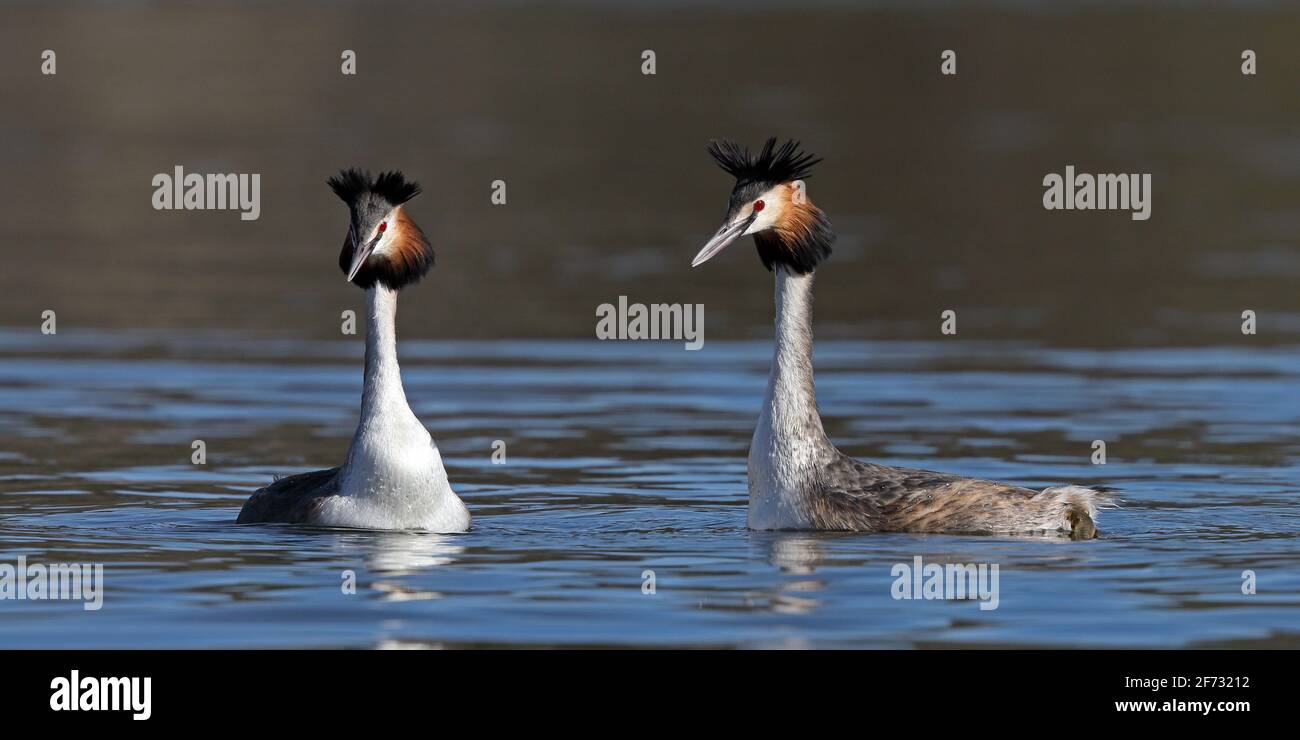 Pair of Great crested grebe, Podiceps cristatus, mating ceremonies Stock Photo