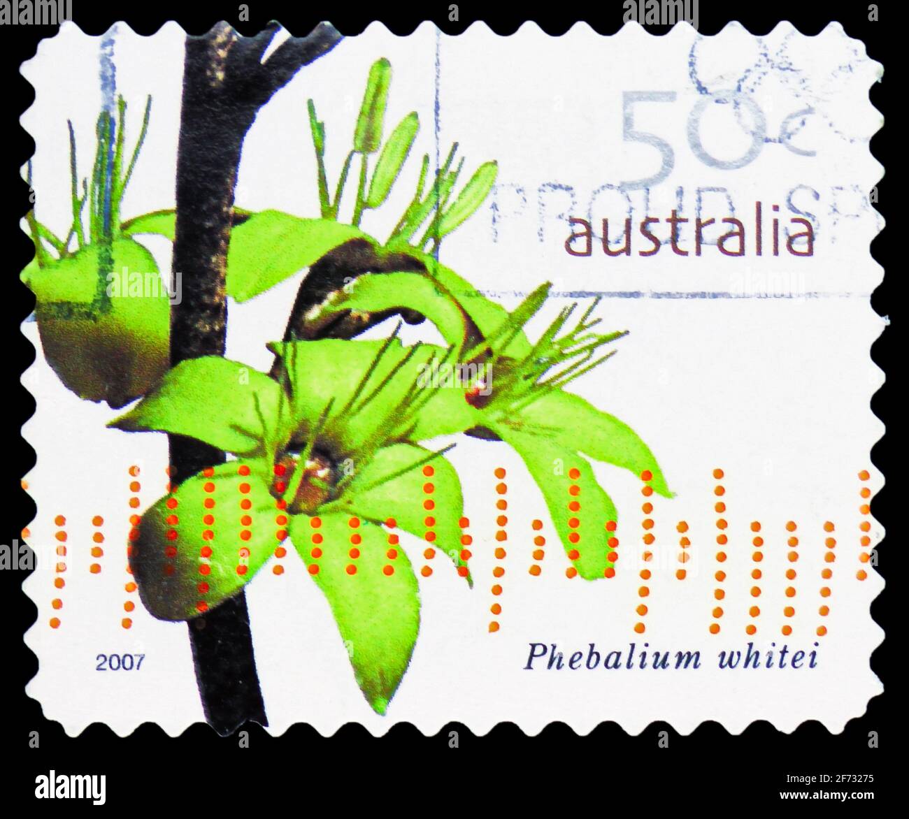 MOSCOW, RUSSIA - JANUARY 12, 2021: Postage stamp printed in Australia shows Phebalium whitei, Wildflowers serie, circa 2007 Stock Photo