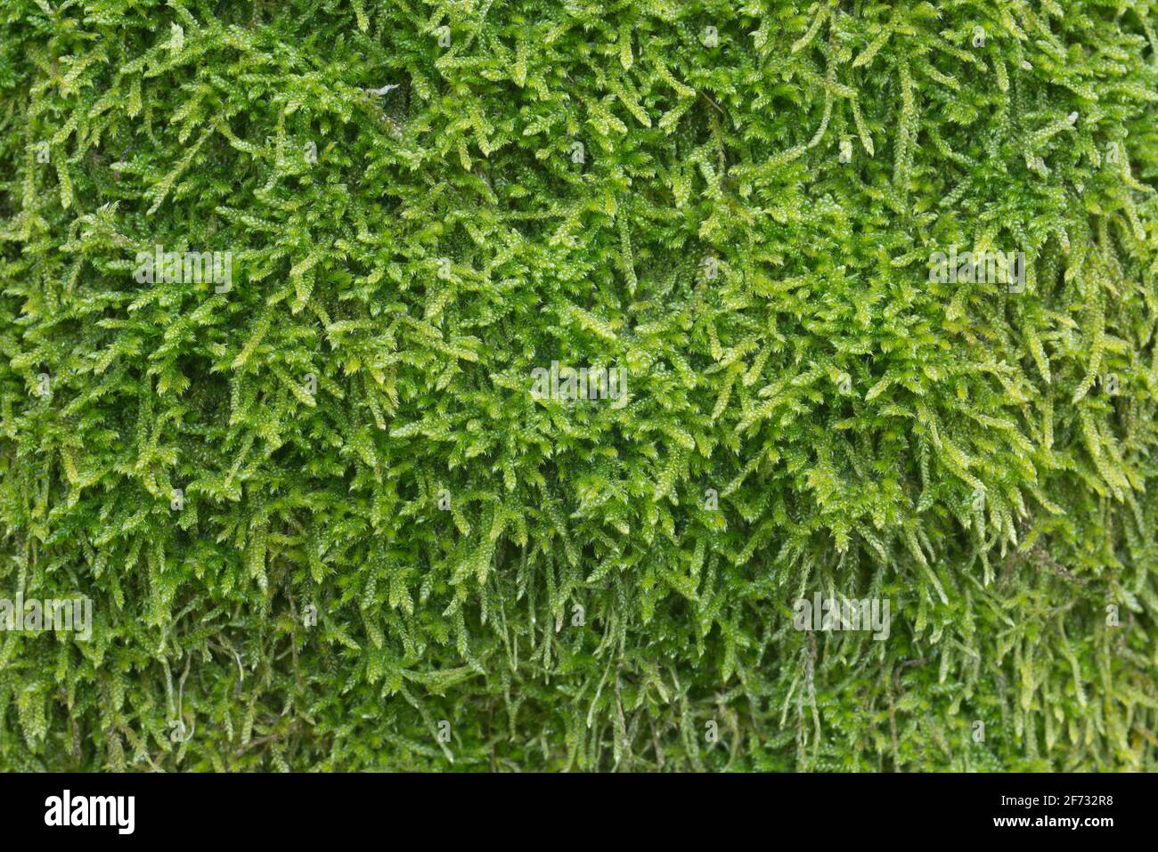 cypress-leaved plait moss (Hypnum cupressiforme) ont tree trunk closeup Stock Photo