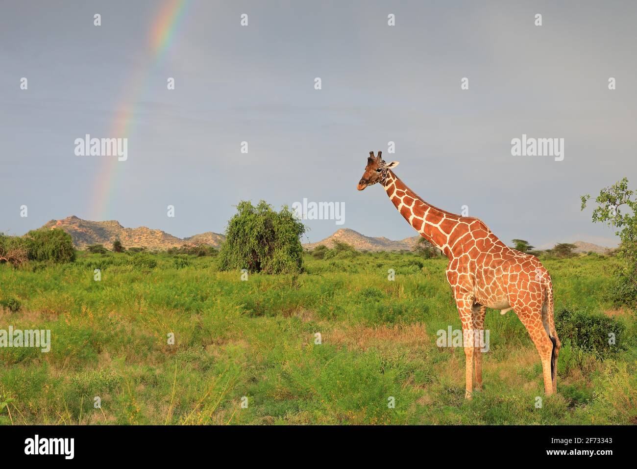 Reticulated giraffe (Giraffa reticulata), in front of rainbow, mountain, Samburu National Reserve, Kenya Stock Photo