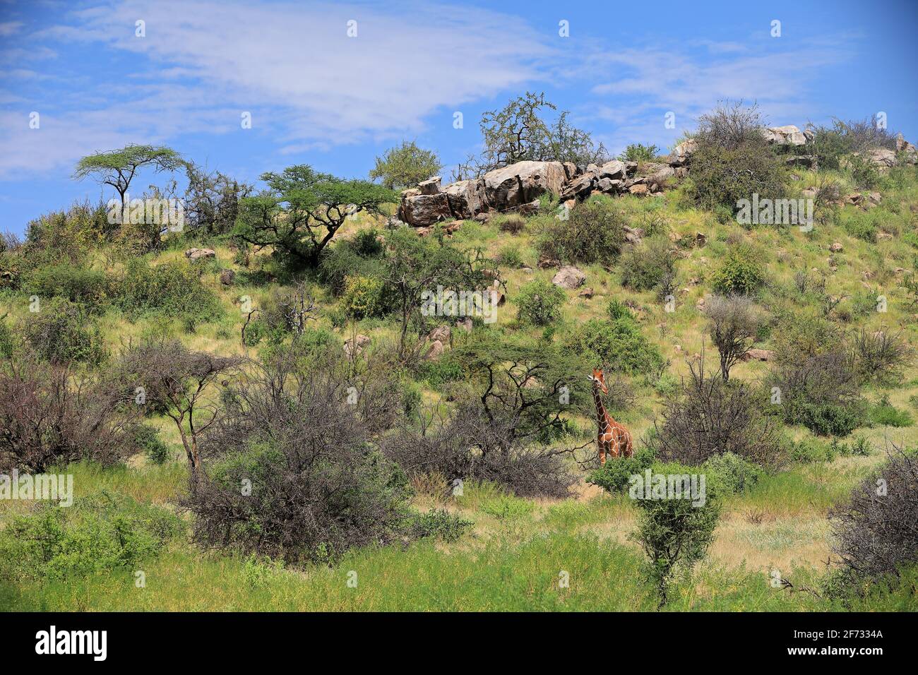 Reticulated giraffe (Giraffa reticulata), savannah, mountain, stones, Samburu National Reserve, Kenya Stock Photo