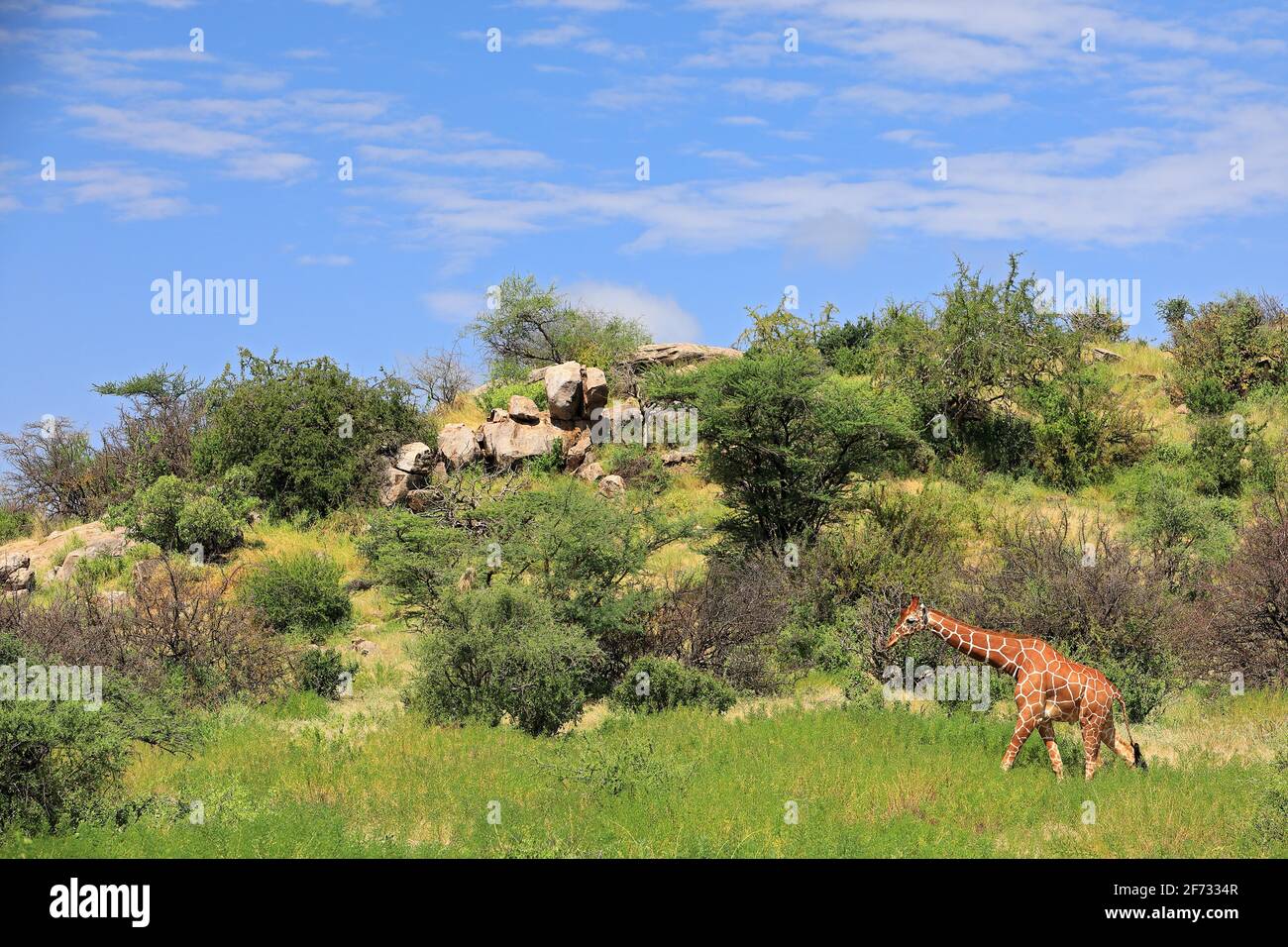 Reticulated giraffe (Giraffa reticulata), savannah, mountain, stones, Samburu National Reserve, Kenya Stock Photo