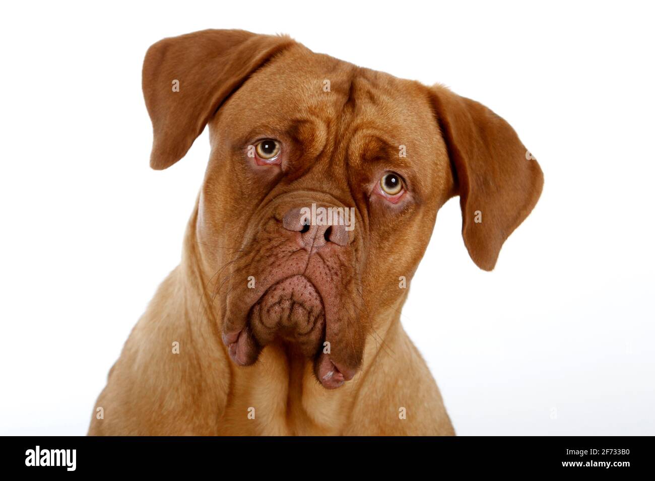 are dogue de bordeaux the same as molossers