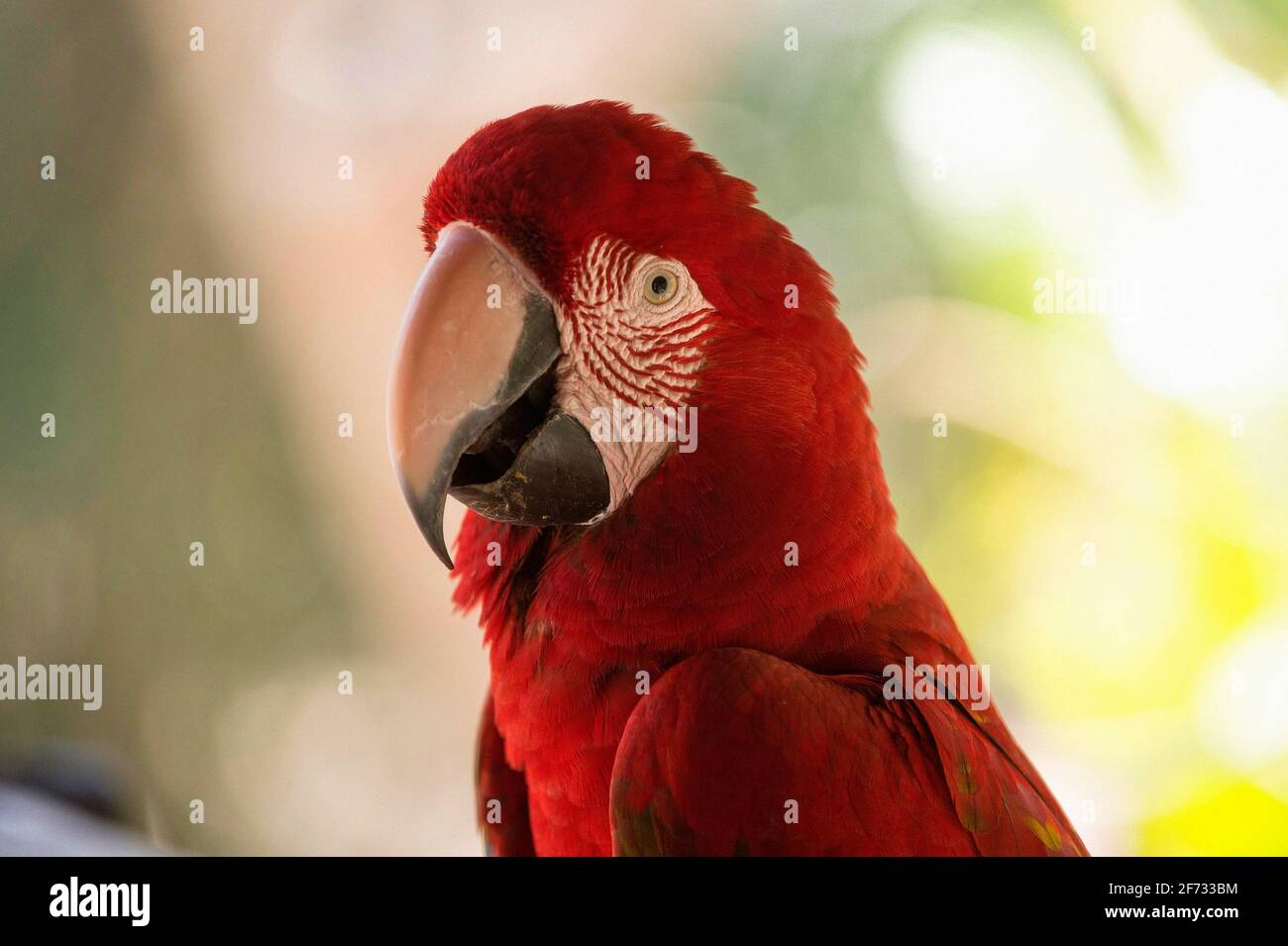 Red-and-green macaw (Ara chloroptera), portrait, Mato Grosso du Sul, Brazil Stock Photo