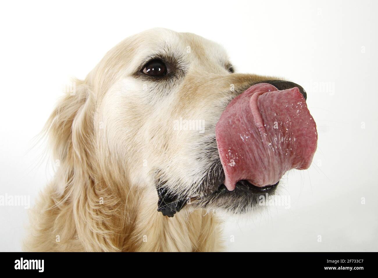 Why Is My Dogs Tongue Slimy